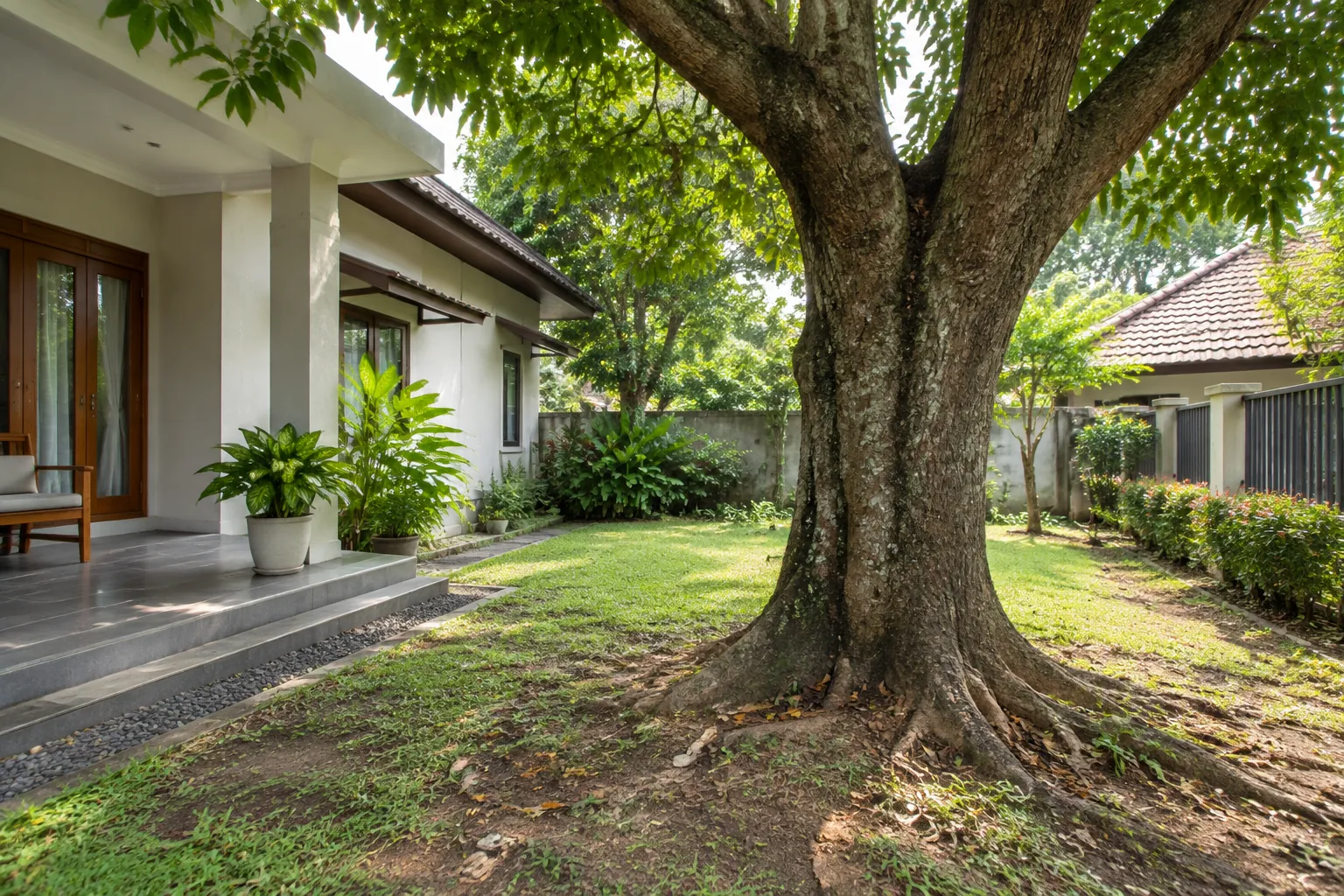 Batang dan akar pohon besar di dekat bangunan rumah