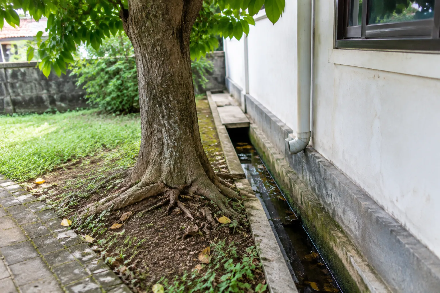 Akar pohon dan saluran drainase di sisi luar rumah
