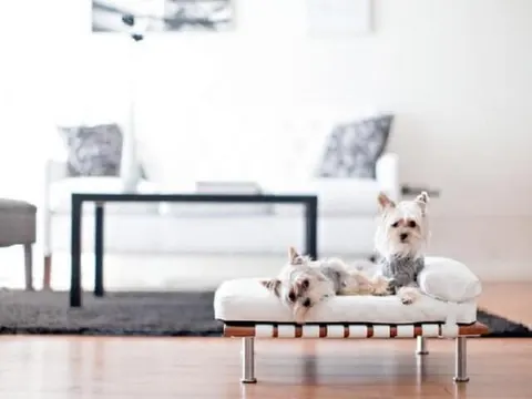 furniture hewan peliharaan