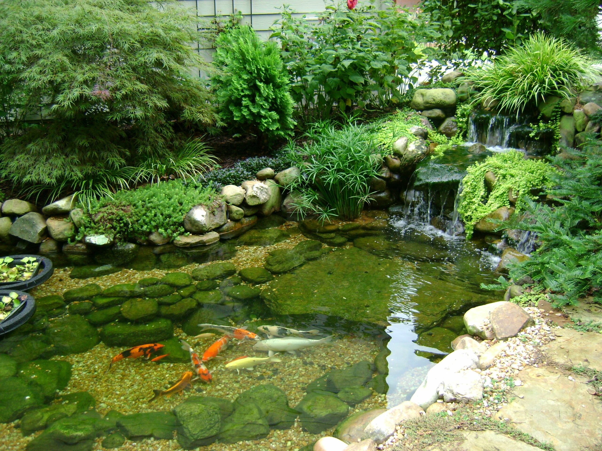 Inspirasi Model Kolam Taman Rumah untuk Menghadirkan Ketenangan dan Keindahan
