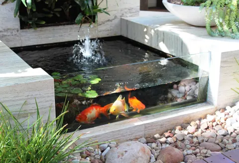 Kolam ikan dengan sisi transparan, air mancur, dan tanaman di sekelilingnya.